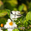  Indian Cabbage White butterfly