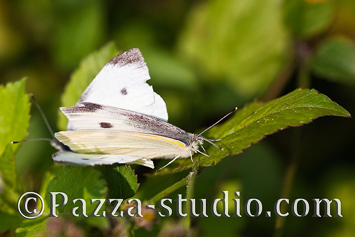  Indian Cabbage White butterfly