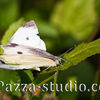  Indian Cabbage White butterfly