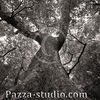 Trees of Taiwan