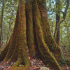 Trees of Taiwan