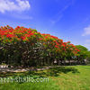 Gulmohar Tree