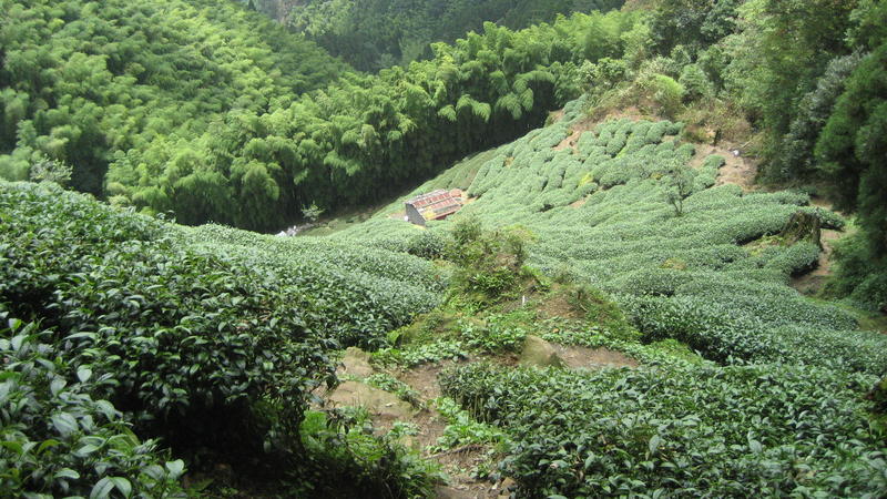 Tea Field