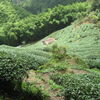 Tea Field