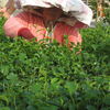 Tea Woman3