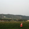 Qing Shui Yen4