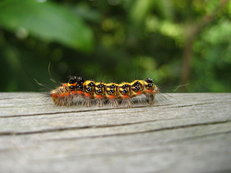 Curious Caterpillar