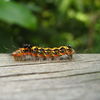 Curious Caterpillar