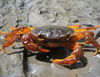 Cool Crab2