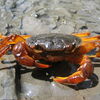 Cool Crab2