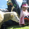 When Sheep Attack