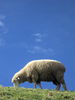 Profile of a Sheep