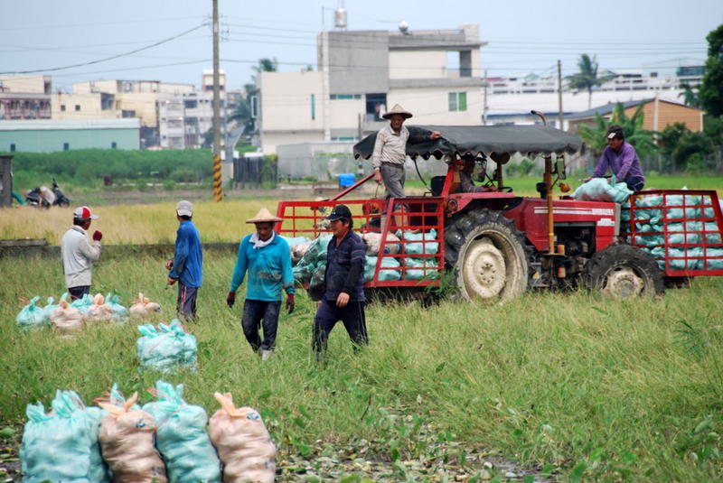 Collecting the Taro Harvest