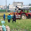 Collecting the Taro Harvest