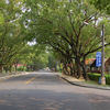 Jong Shin Village Tree Lined Street