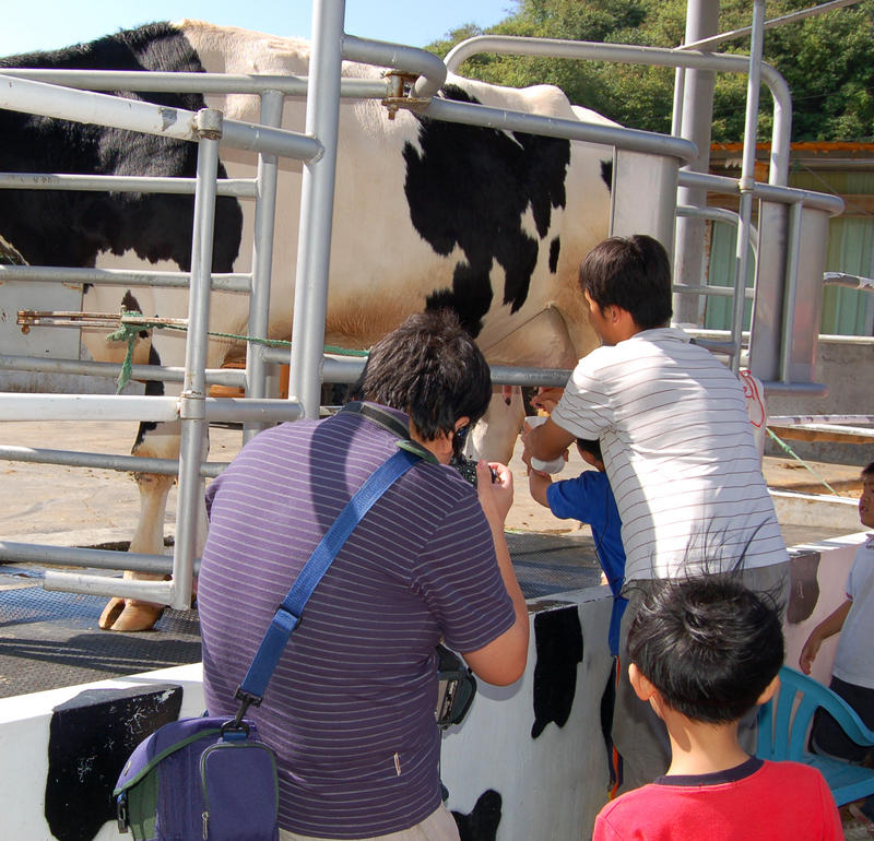 Milking Cow Show Three
