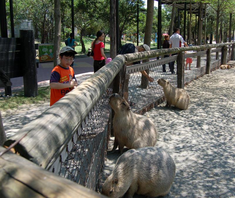 Giant Rats at the zoo