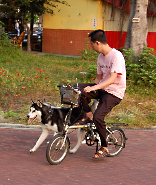 Riding The Dog