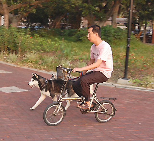Riding the Dog Two