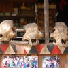 Skulls