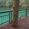Tree in Trail