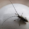 Black Bug