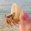 Hermit Crab