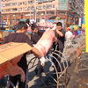 Mounting the Pig