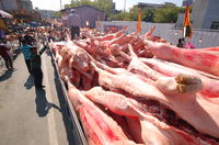Truck of Pigs
