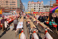 Goats and Pigs Procession
