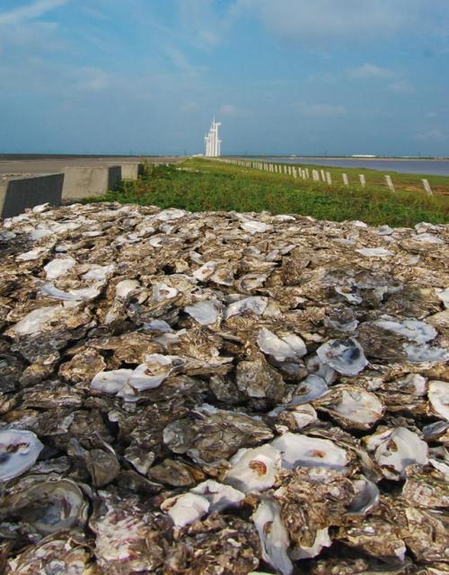 Pile of Oyster Shells
