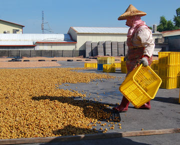 Drying Plums