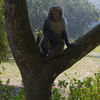 Monkey in Y Shaped Tree