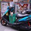 Dog On Scooter