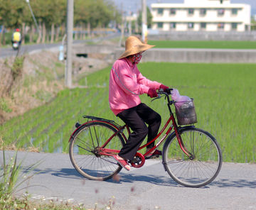 Bicycle through Rice Fields