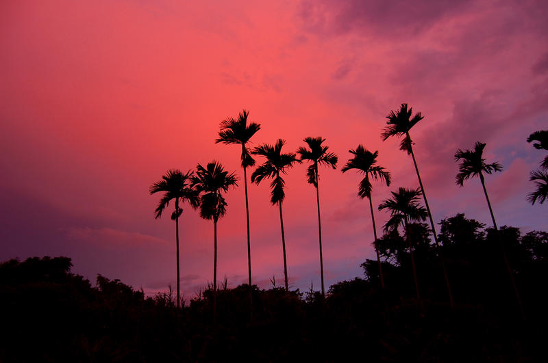 Sunset over Palm Trees