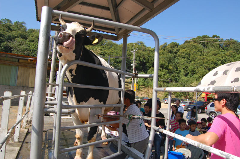 Milking Cow Show