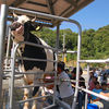 Milking Cow Show