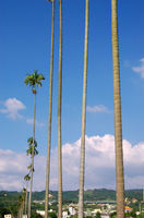 Trees Blue Sky