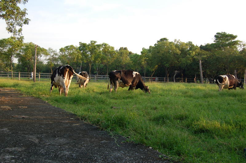 Cows in Taiwan