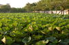 Lotus Pond Too