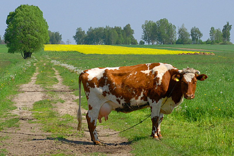 Polish cow