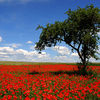 Tree of Nowy Jasiniec