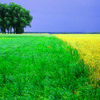Field of Szymanow