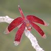 Red dragon fly