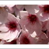 Cheery Blossoms