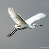 Bird in Flight at Nangang Park