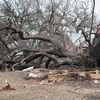 Hurricane Clean up Services