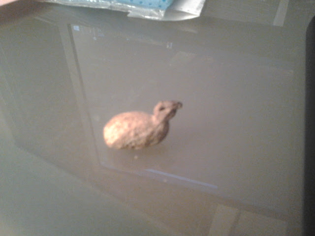 Peanut shaped like a duck!