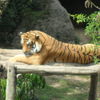 Tiger in kathmandu